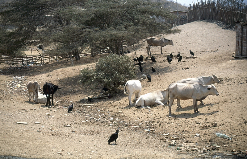 840_Een achtertuintje in Puerto Lopez.jpg